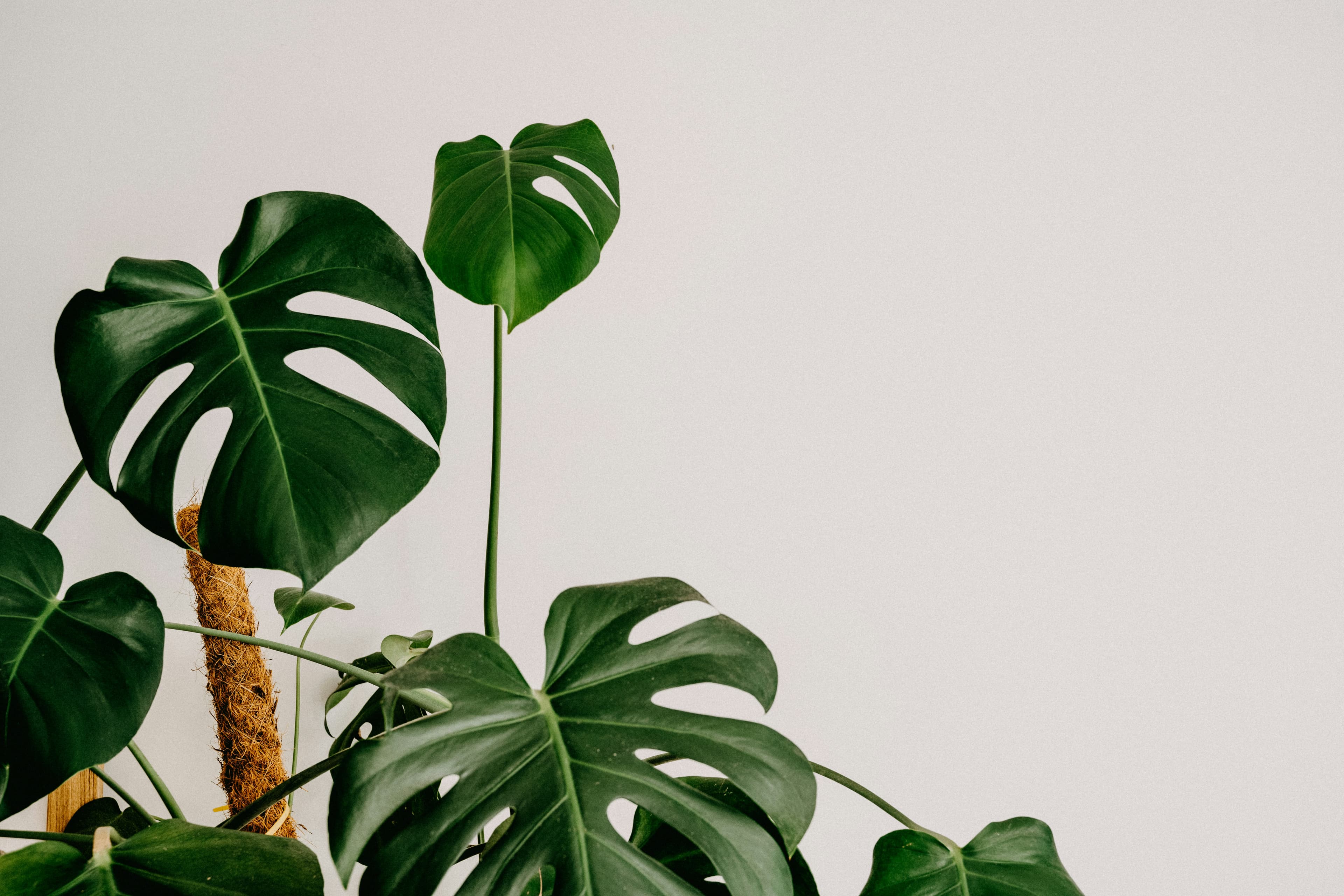 Monstera leaves turning yellow — 7 causes and how to fix each one