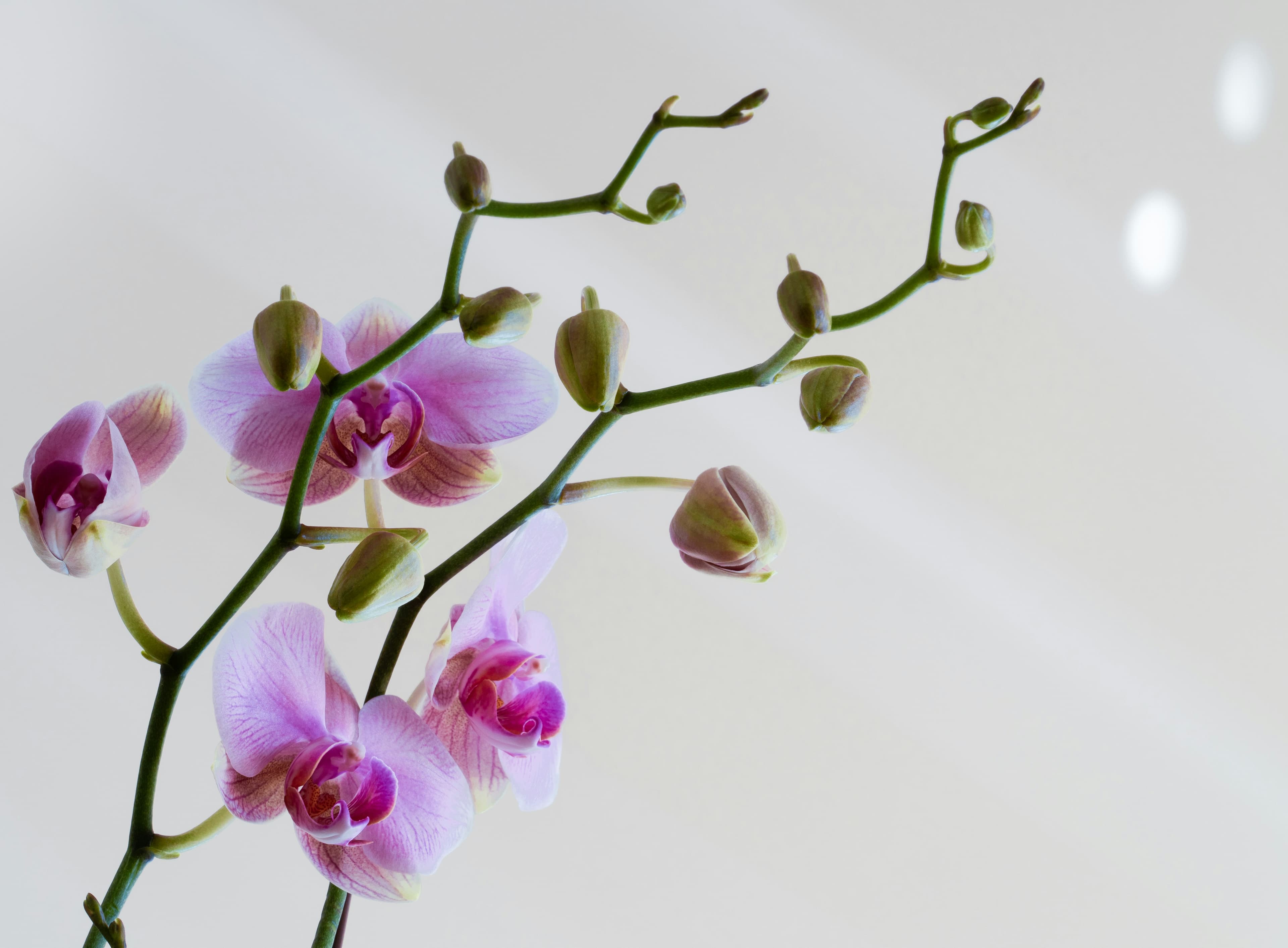 Why is my orchid dying — and how to save it