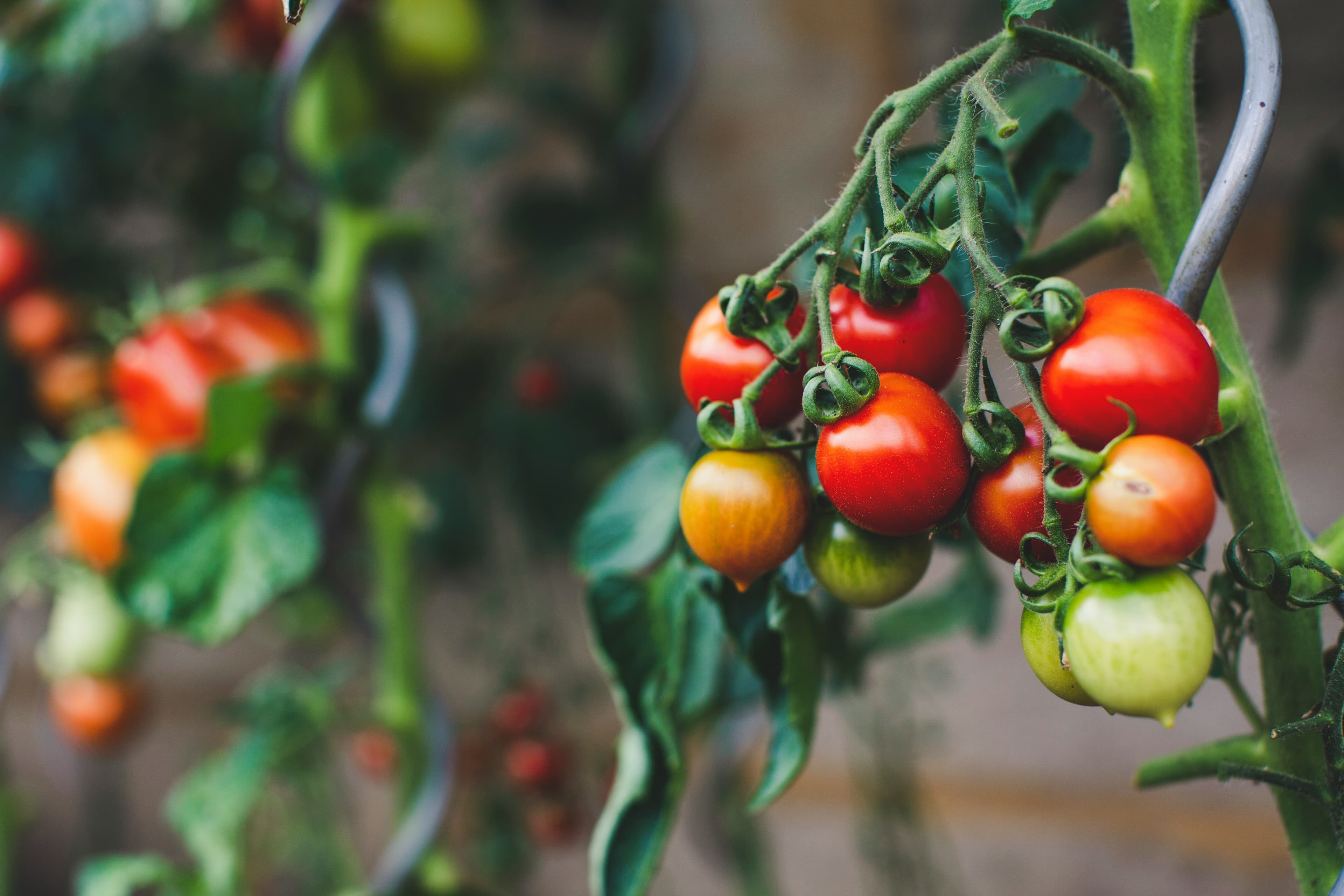 What's wrong with my tomato plants — visual diagnosis guide