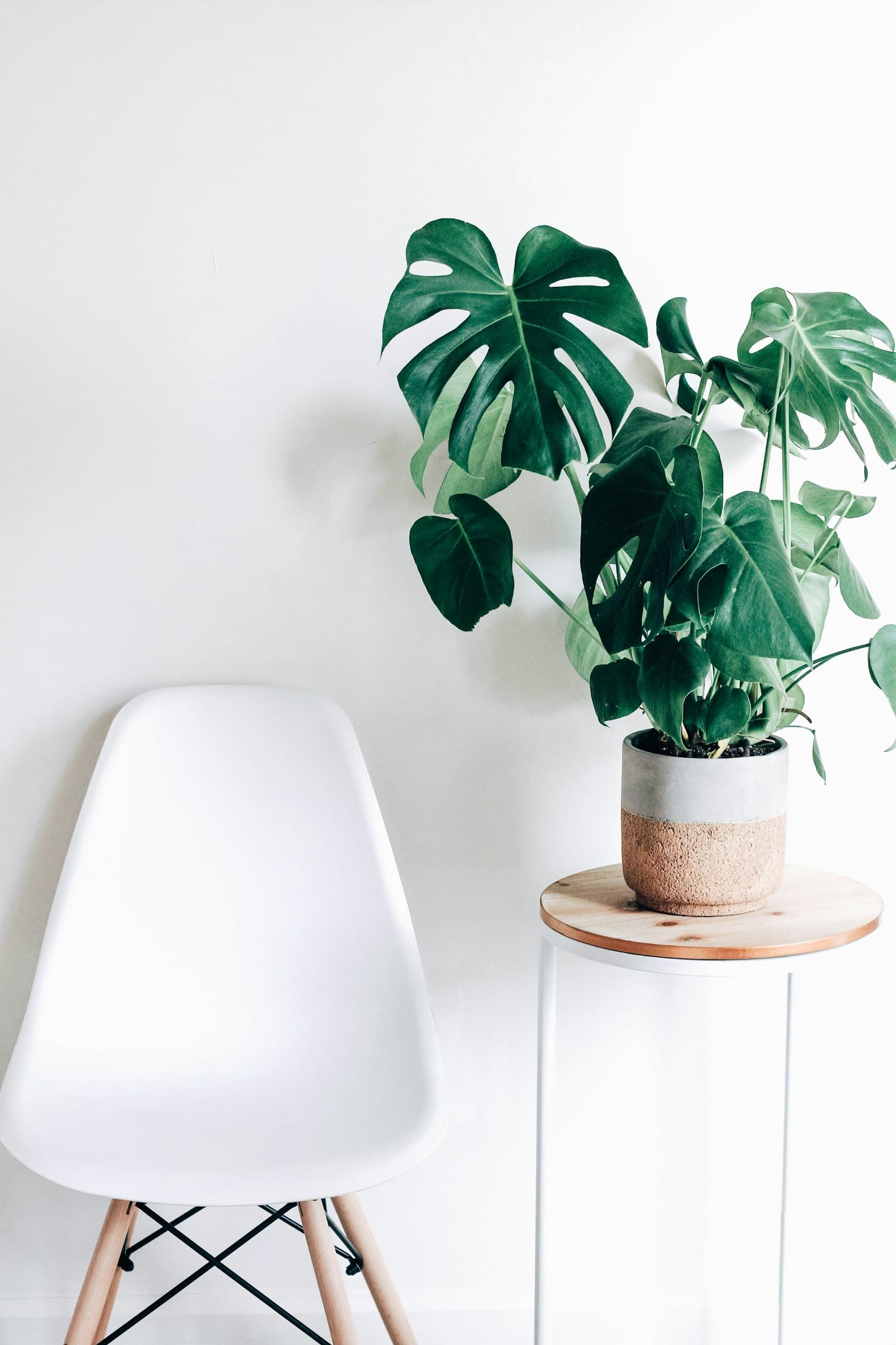 Bringing plants indoors for autumn — how to do it without the leaf drop