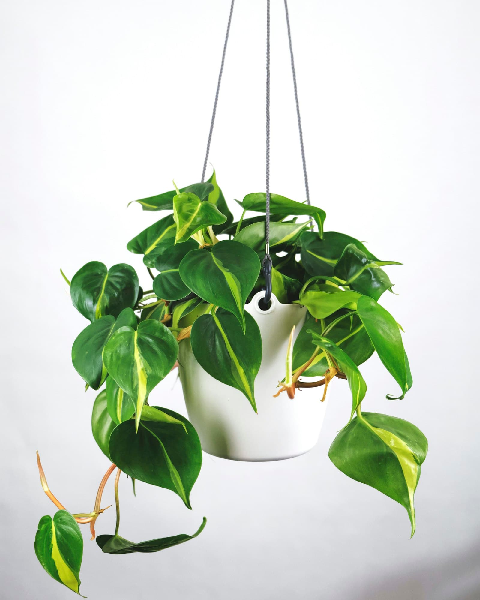Yellowing and dropping leaves in autumn — dormancy or overwatering?