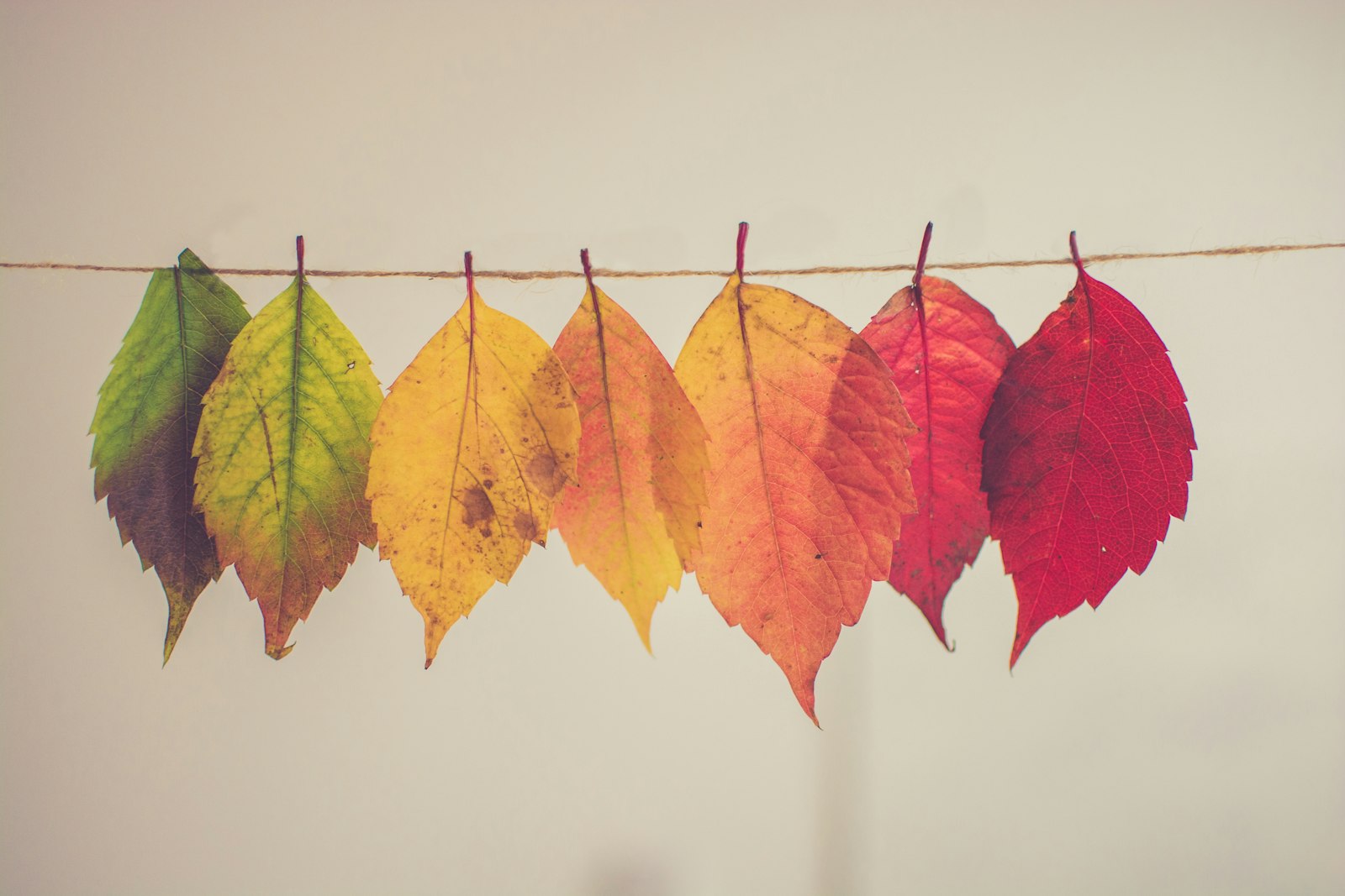 Autumn leaves in a colour gradient from green to red